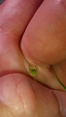 Colobanthus apetalus