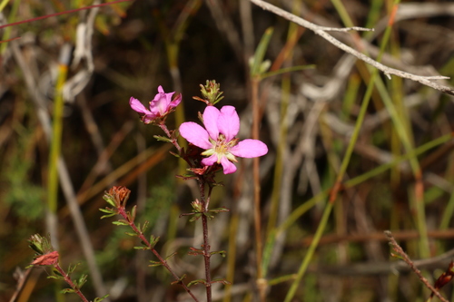 Bauera capitata (Bauera capitata)
