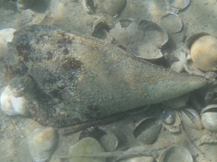 Atrina zelandica