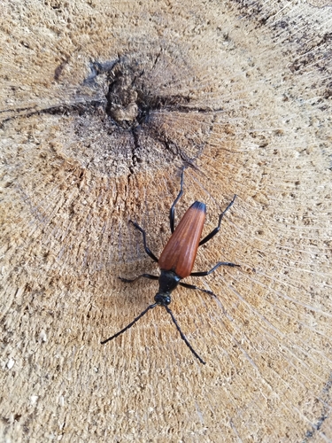 Gigas Longhorn Beetle