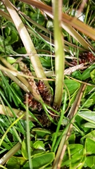Carex edgariae