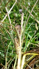 Carex edgariae