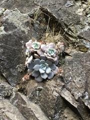Sedum sinforosanum