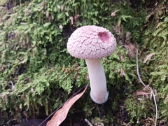 Boletellus ananas image