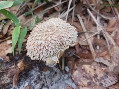 Boletellus ananas image