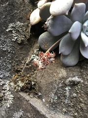 Sedum sinforosanum