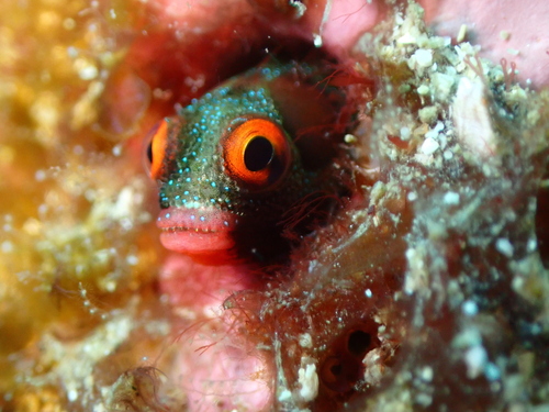 Hancock's blenny (Acanthemblemaria hancocki) — Chaenopsidae — 5