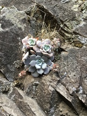 Sedum sinforosanum