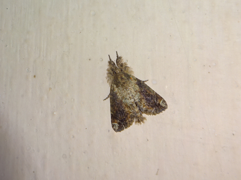 Plotheia decrescens