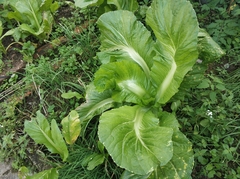 Brassica chinensis