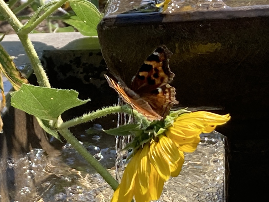 Nymphalis lalbum jalbum from Lindsay St, Regina, SK, CA on August 5
