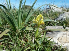 Iris pseudopumila