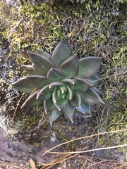 Echeveria affinis