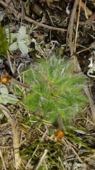 Plantago lanigera