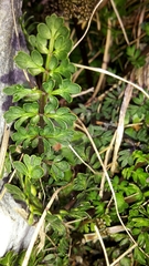 Anisotome flexuosa