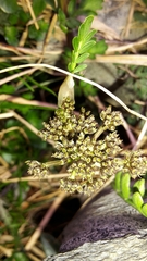 Anisotome flexuosa