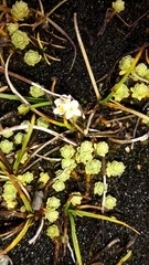 Kelleria paludosa