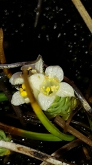 Kelleria paludosa