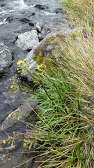 Dolichoglottis lyallii