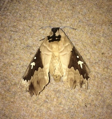 Lophostethus dumolinii