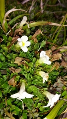 Euphrasia petriei