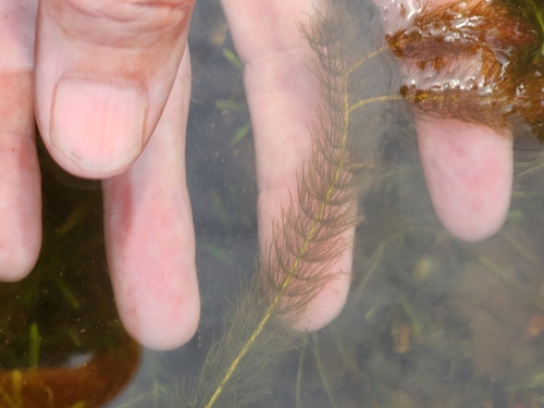 Alternateflower watermilfoil (Myriophyllum alterniflorum)