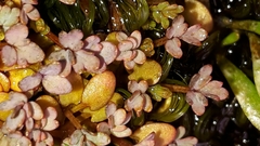 Acaena saccaticupula