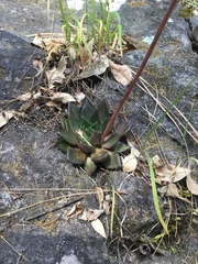 Echeveria affinis