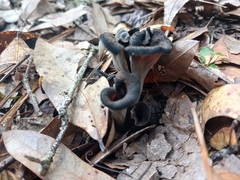 Craterellus fallax image