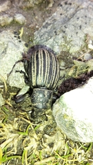 Lyperobius cupiendus