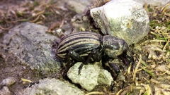 Lyperobius cupiendus