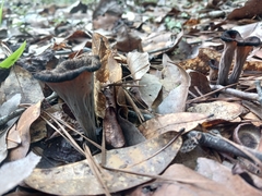 Craterellus fallax image
