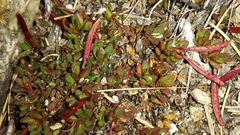 Epilobium tasmanicum