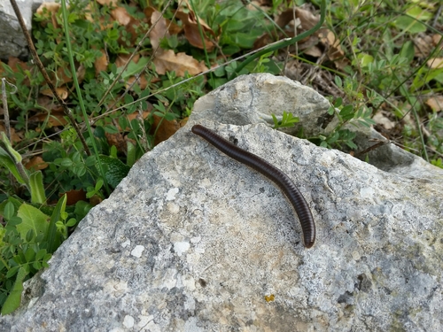 Pachyiulus flavipes