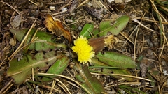 Taraxacum zealandicum