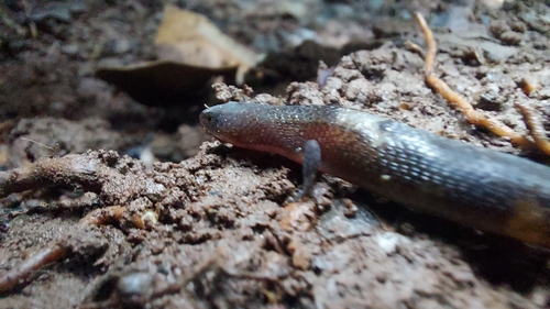 Beddome’s cat skink, Ristella beddomii