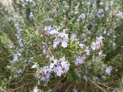 Rosmarinus