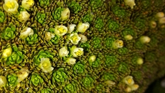 Hectorella caespitosa