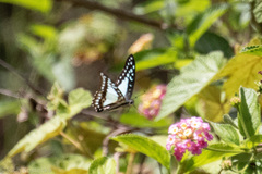 Graphium eurypylus