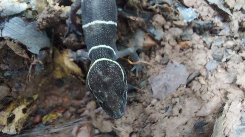 Boulenger’s Indian Gecko, Cyrtodactylus albofasciatus