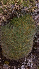 Myosotis pulvinaris