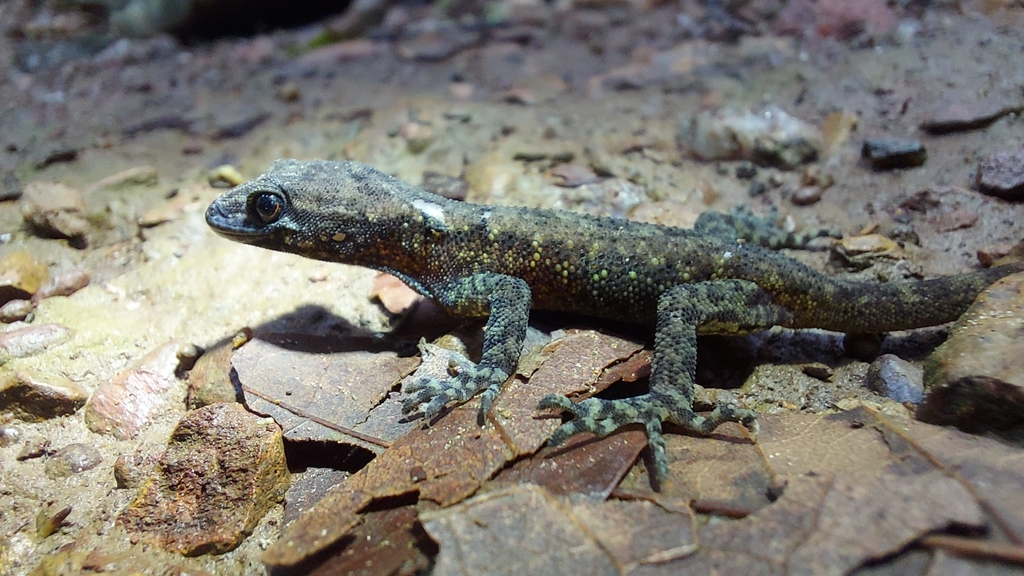 Gund Day Gecko