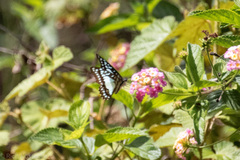 Graphium eurypylus