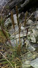 Agrostis muelleriana