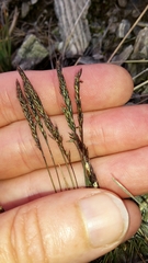 Agrostis muelleriana