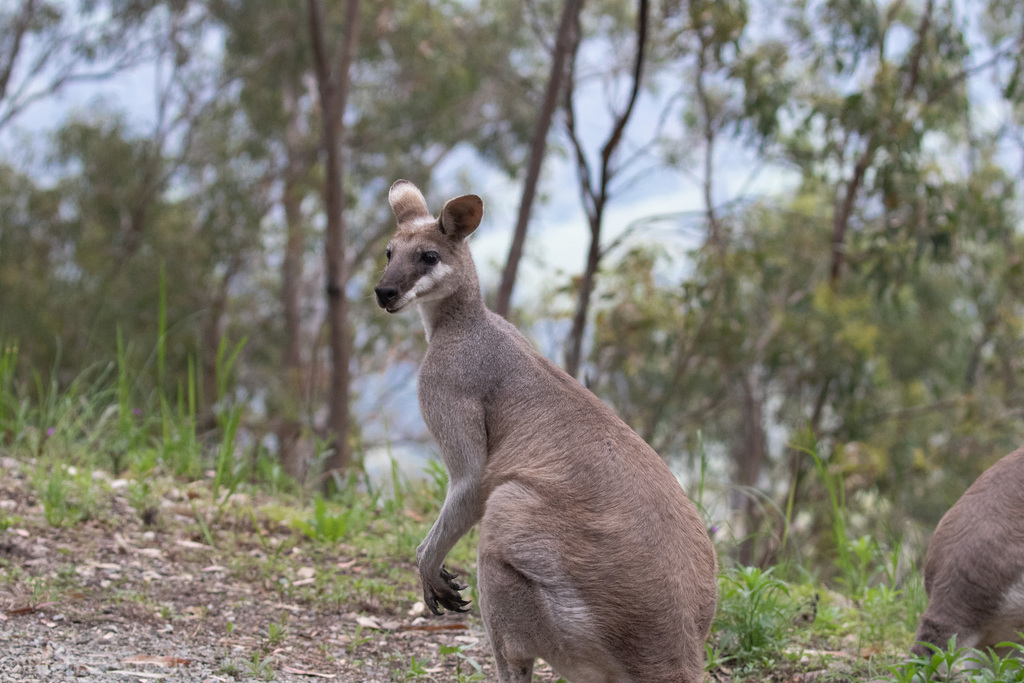 Whiptail Wallaby