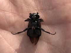 Nicrophorus nigrita