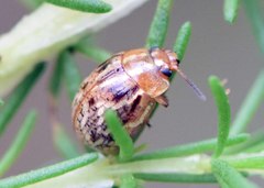 Paropsisterna intertincta