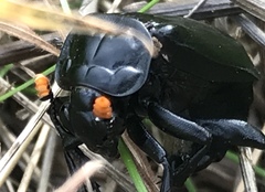Nicrophorus nigrita