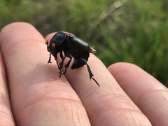 Nicrophorus nigrita